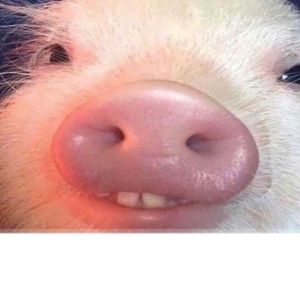 Meet your Posher, Alli